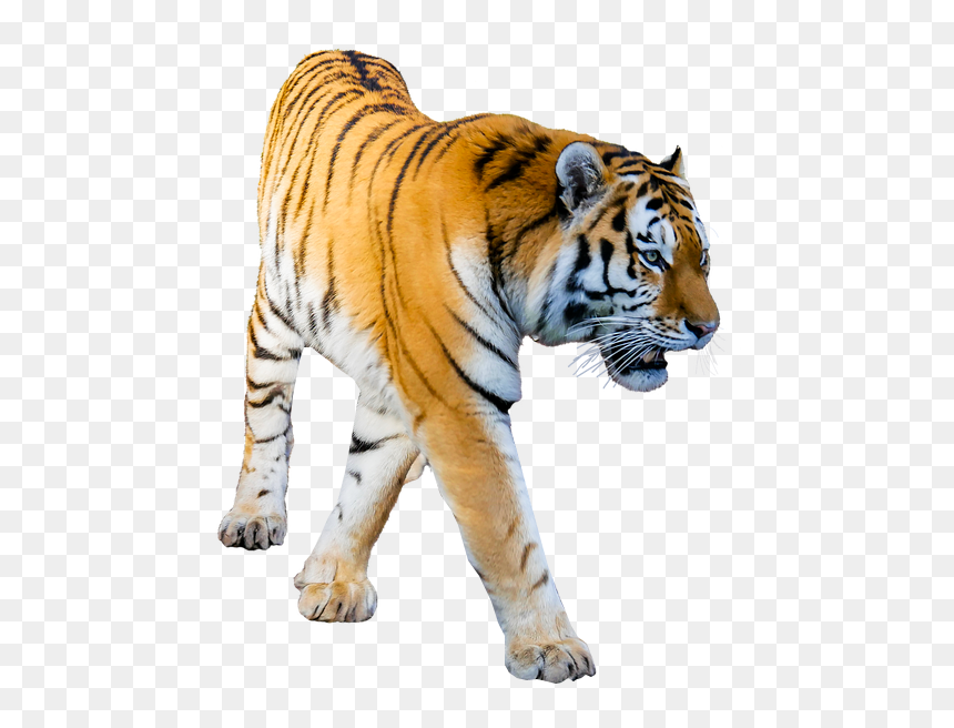 Tiger Prowling Transparent Background Image Png Format, Png Download - png format images for background