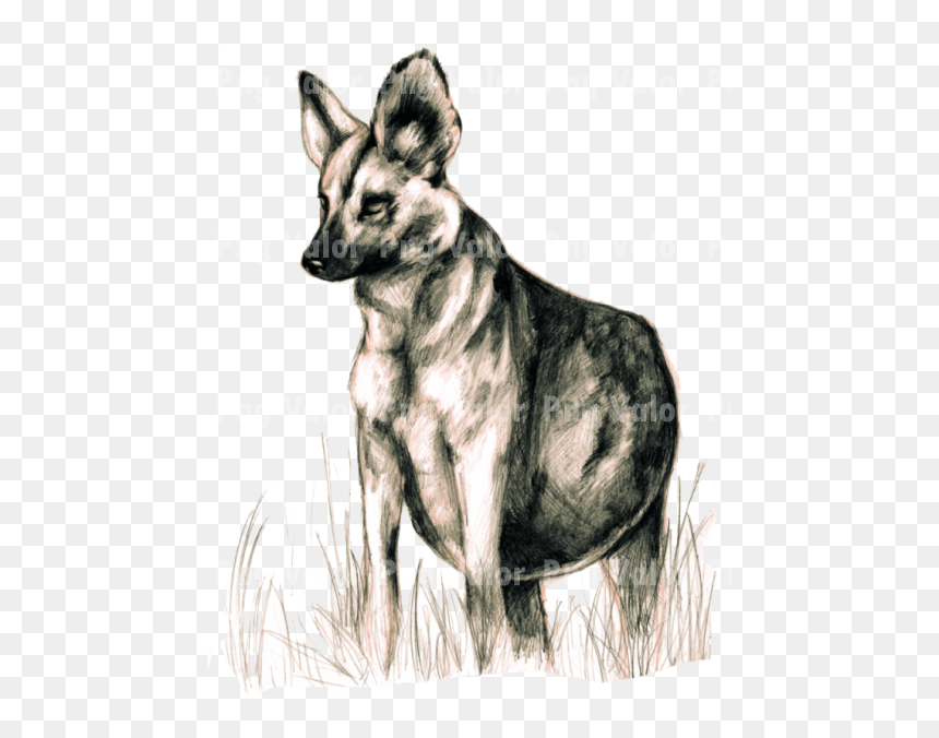 African Wild Dog, HD Png Download - dogs png