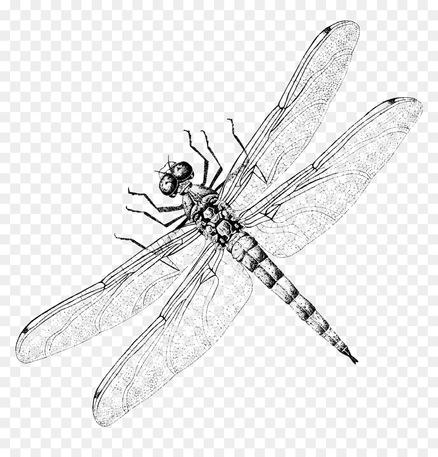 Dragonfly Website Design - Net-winged Insects, HD Png Download - dragonfly png