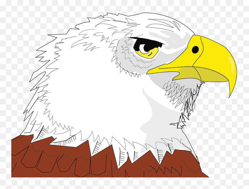 Bald Eagle Face Clipart - Bald Eagle, HD Png Download - eagle head png