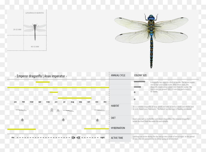 Products Hyperbody 05 Dragonfly - Net-winged Insects, HD Png Download - dragonfly png