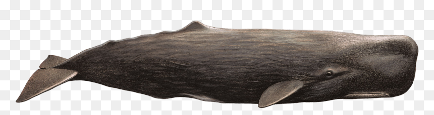 Whale Png - Capodoglio, Transparent Png - sperm png