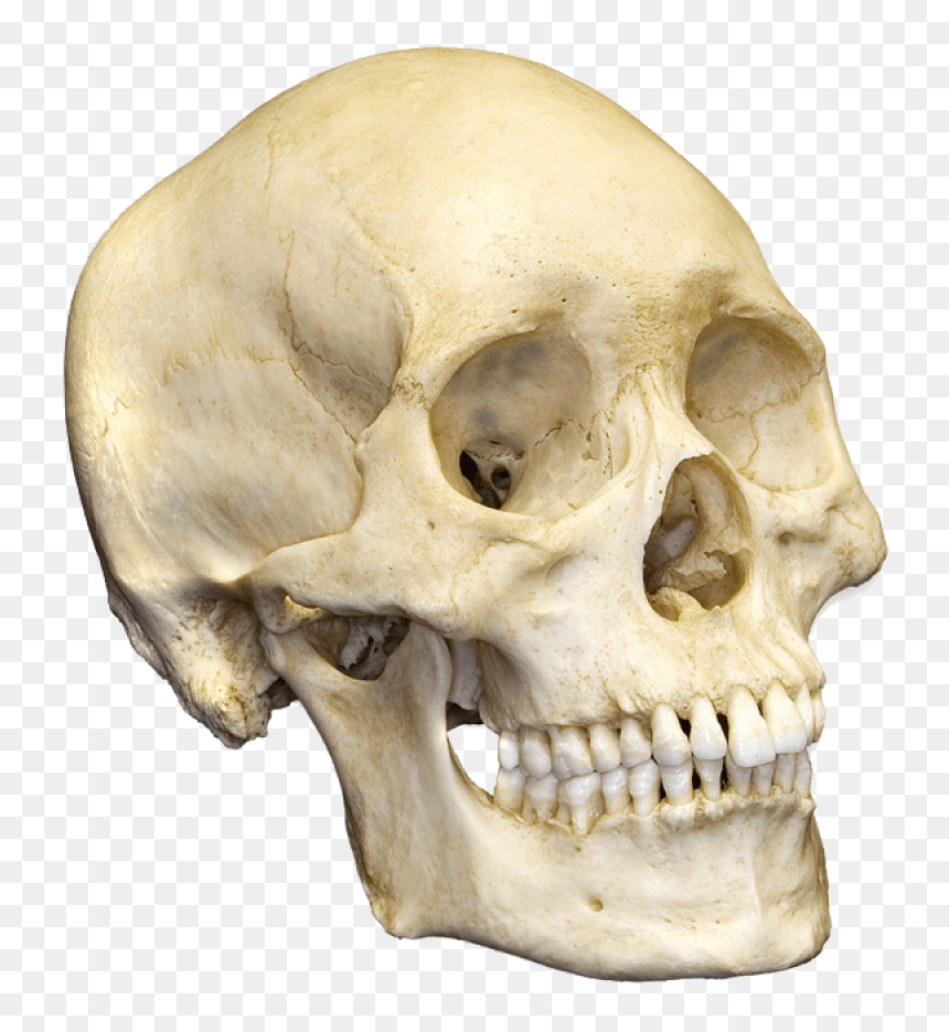 Skull Png Image - Well Labelled Diagram Of A Mammalian Skeleton, Transparent Png - transparent skull png
