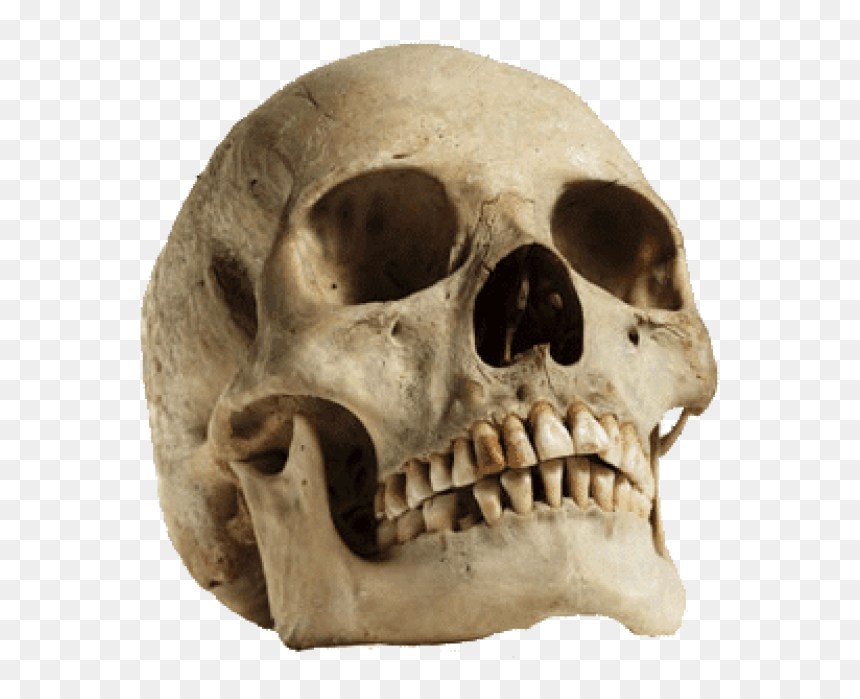 Free Png Download Human Skull Looking Up Png Images - Human Skull Png Transparent, Png Download - transparent skull png