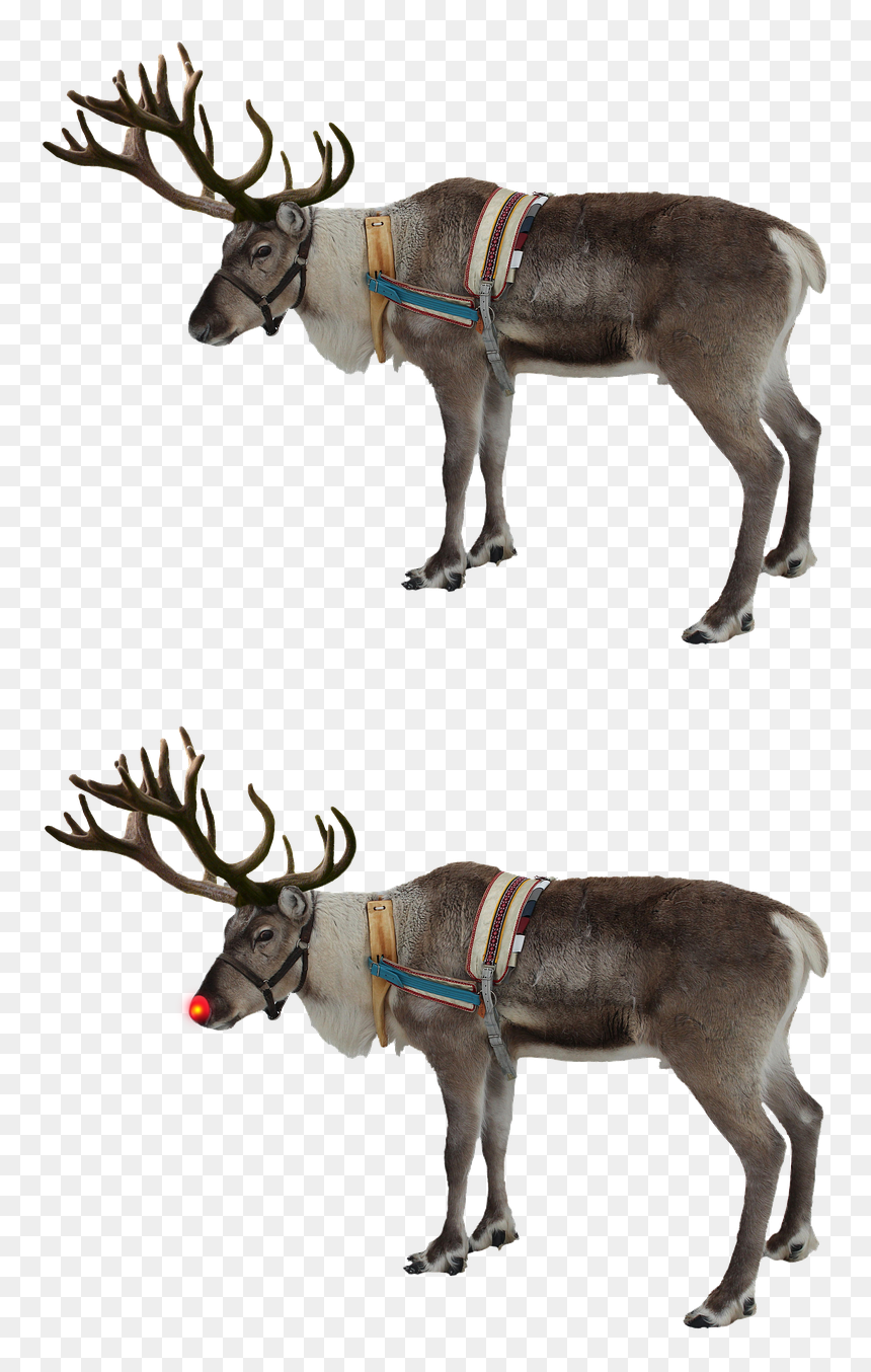 Reindeer Transparent Background, HD Png Download - rudolph png
