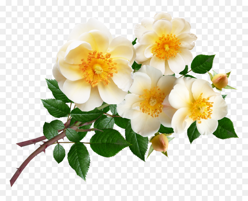 Evergreen Rose, HD Png Download - rose bunch png
