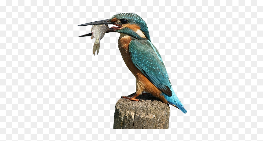 Thumb Image - King Fisher Png, Transparent Png - kingfisher logo png