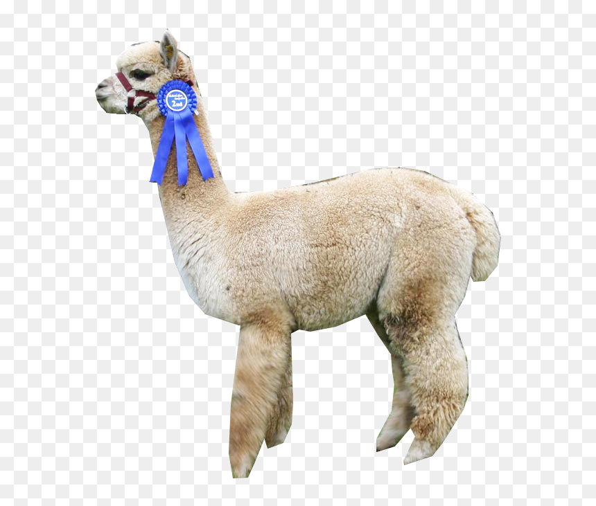 “ Alpaca ” - Arabian Camel, HD Png Download - alpaca png
