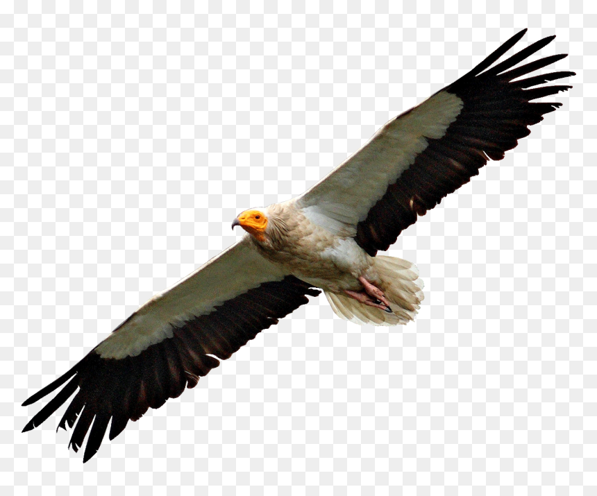 Egyptian Vulture Flying - Vultures Png, Transparent Png - vulture png