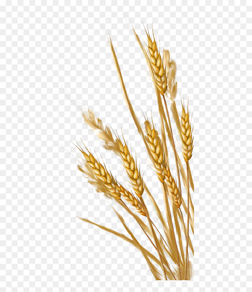 Wheat - Wheat Clipart Transparent Background, HD Png Download - png format images for background