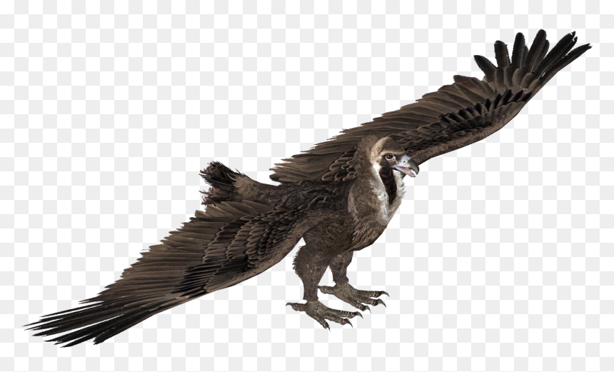 Eagle , Png Download - Vulture With No Background, Transparent Png - vulture png
