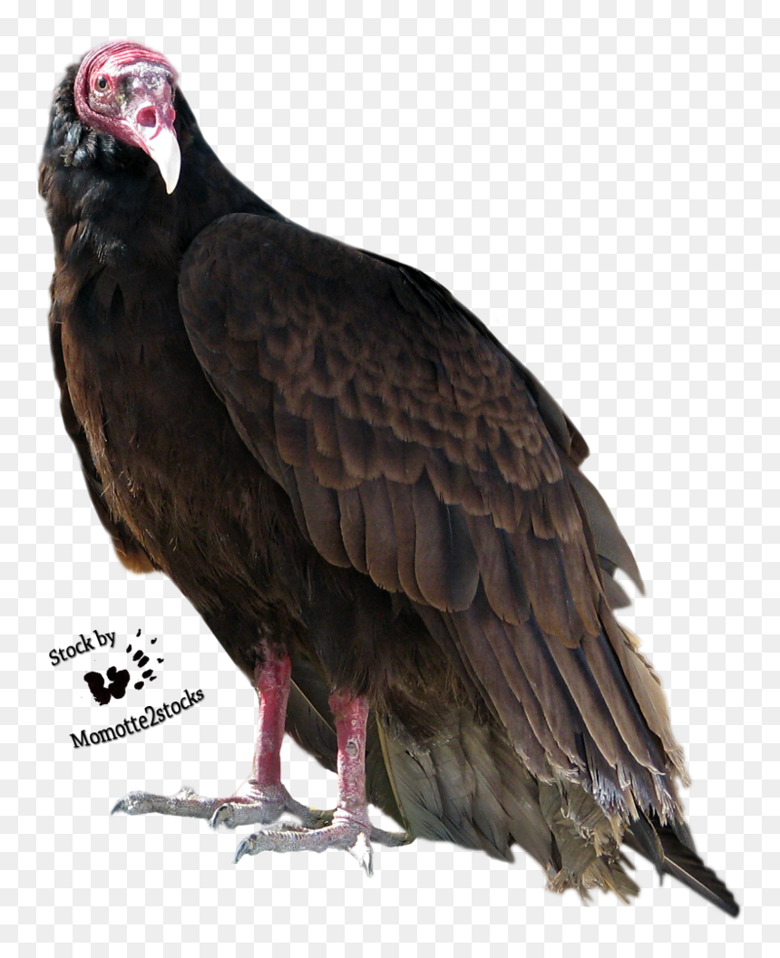 Turkey Bird Png High-quality Image - Turkey Vulture Transparent Background, Png Download - vulture png