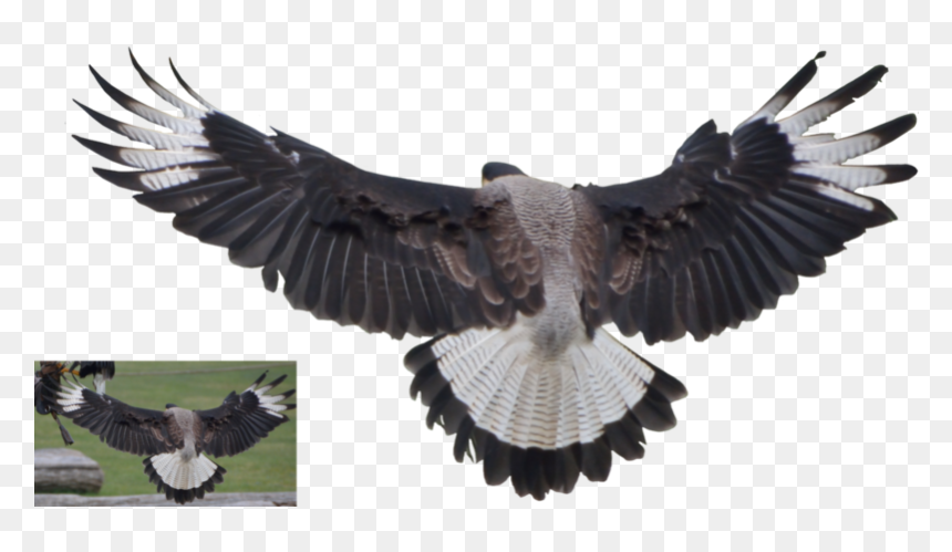 Vulture Png By Lumpi69 Pluspn - Vulture Png, Transparent Png - vulture png