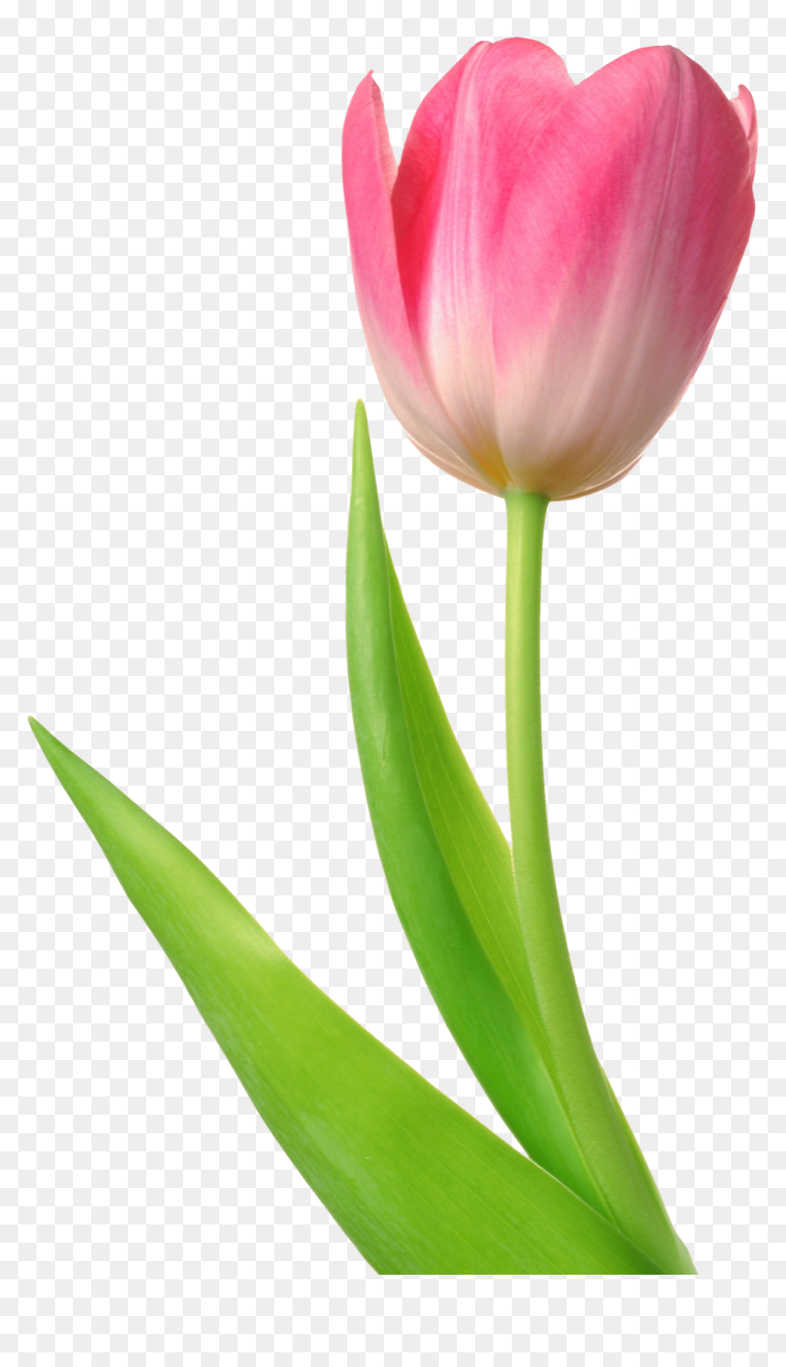 Tulip Png, Transparent Png - tulip png