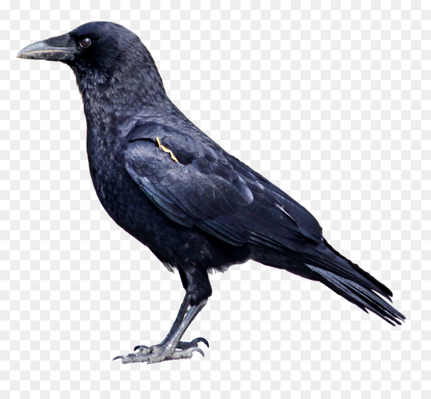 Crow Png Clipart - Transparent Background Crow Clipart, Png Download - ravan png