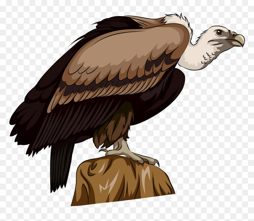 Long Billed Indian Vulture Clipart - Vulture Clipart, HD Png Download - vulture png