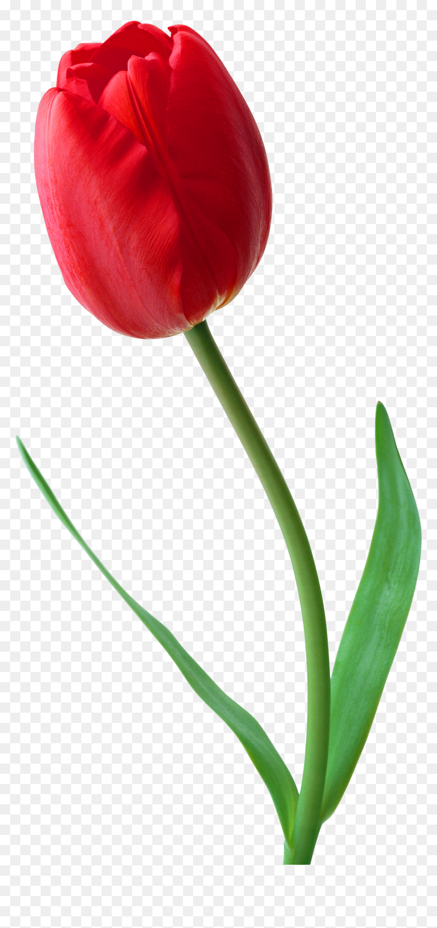 Tulip Png Image - Red Tulip Flower Png, Transparent Png - tulip png