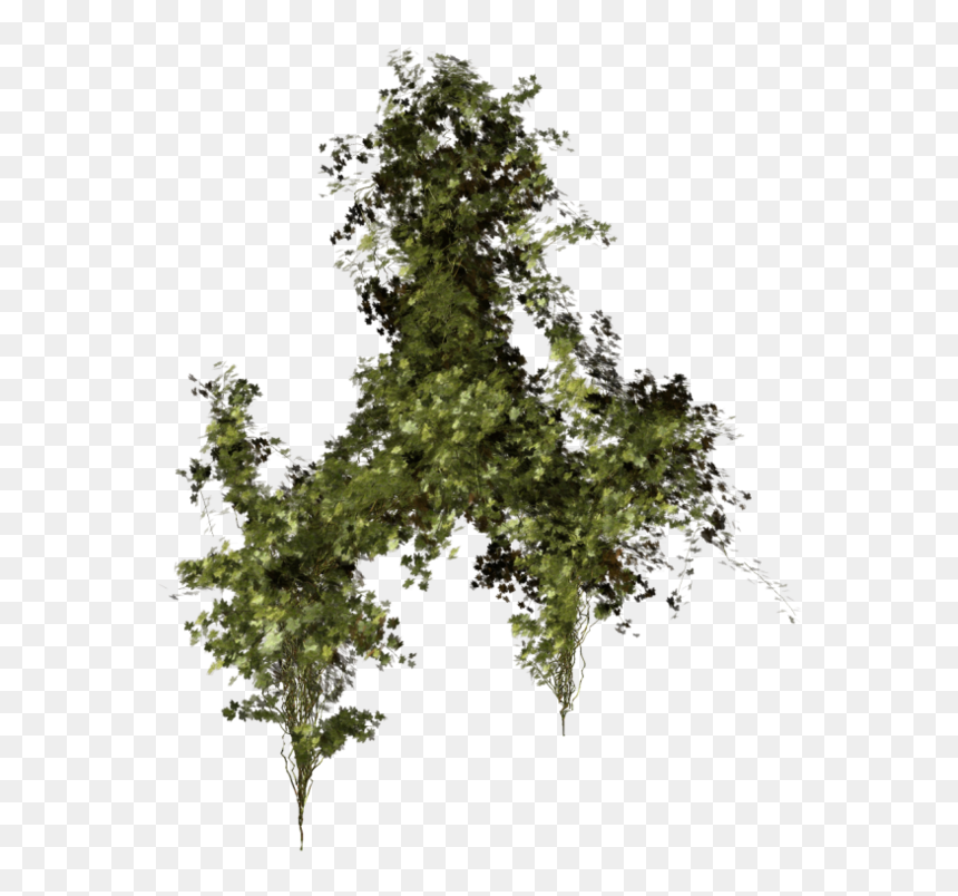 Vegeation Png, Transparent Png - vegetation png