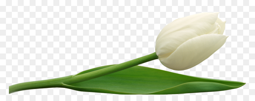 Tulip Png Image - Transparent White Tulip Png, Png Download - tulip png