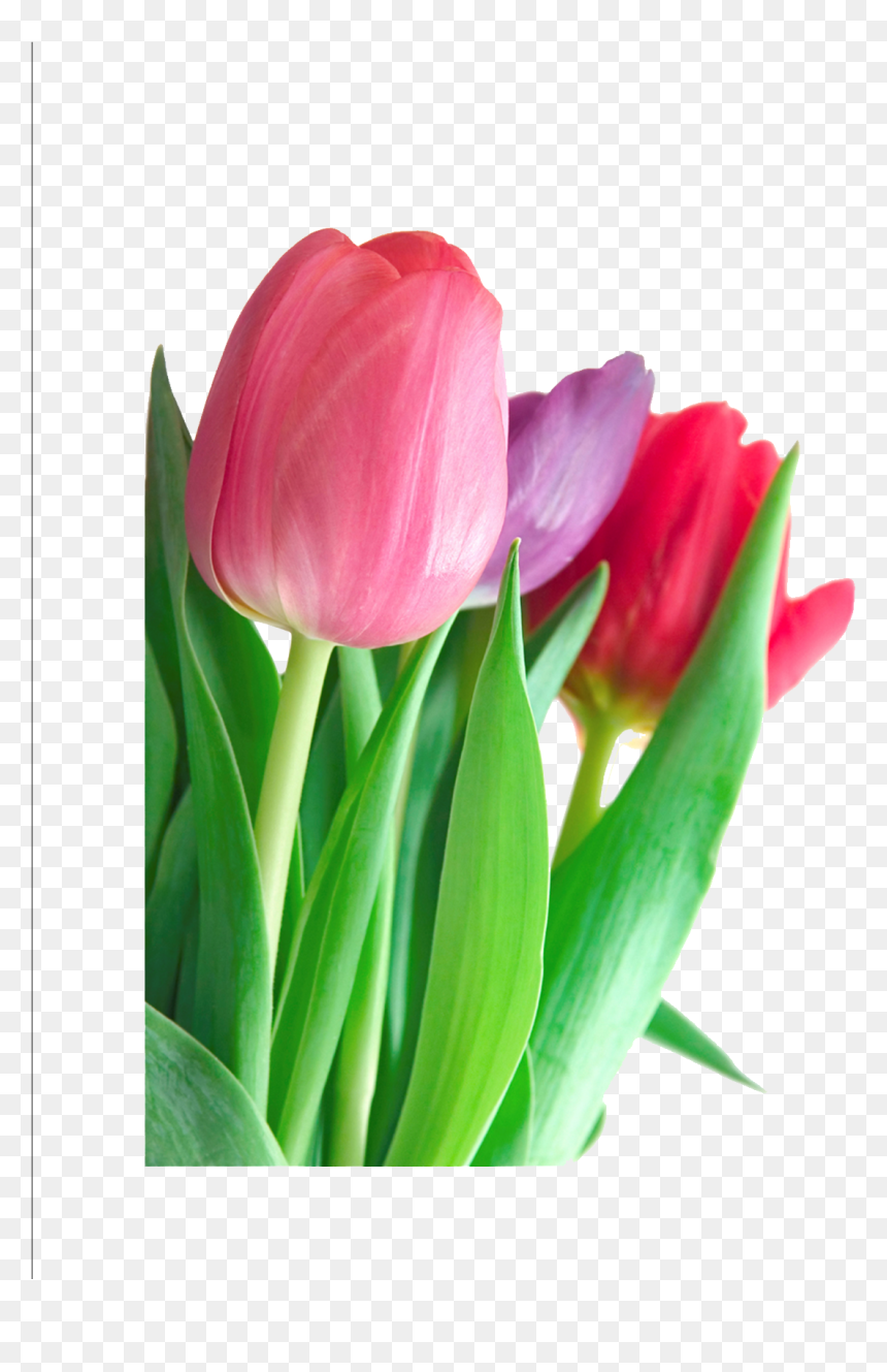 Download Tulip Png Clipart - Tulip Flower Information In English, Transparent Png - tulip png