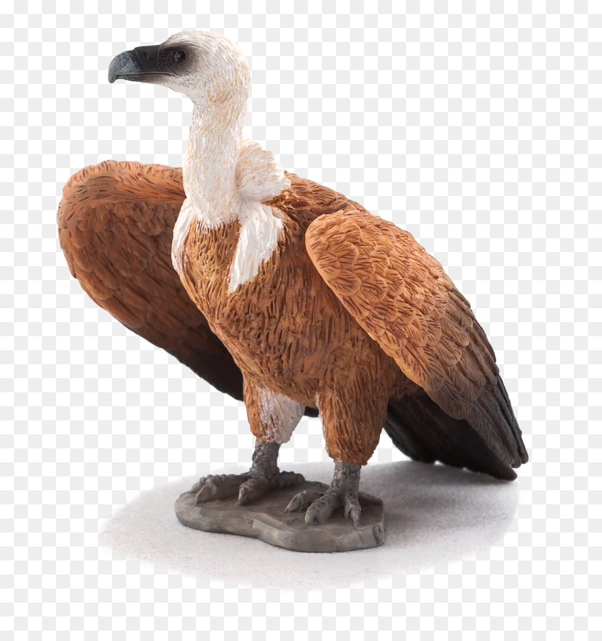 Griffon Vulture , Png Download - اسباب بازی کرکس, Transparent Png - vulture png