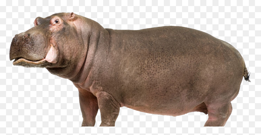 Hippo Png, Transparent Png - hippo png