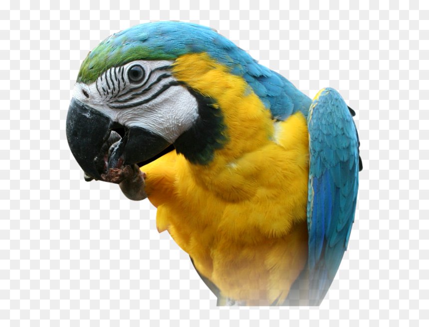 Bird Head Png - Australian Parrot Png, Transparent Png - eagle head png