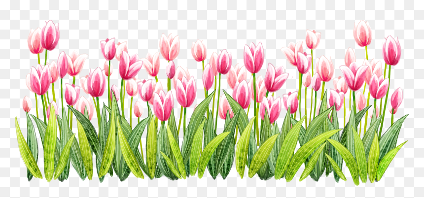 Tulip Png Pic , Png Download, Transparent Png - tulip png