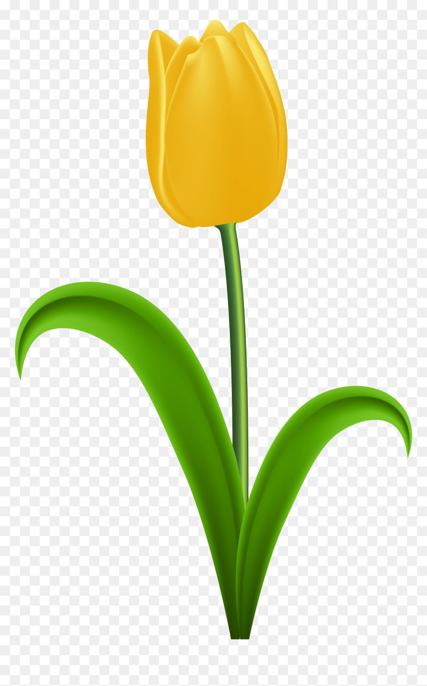 Clipart Yellow Tulips - Yellow Tulip Png, Transparent Png - tulip png