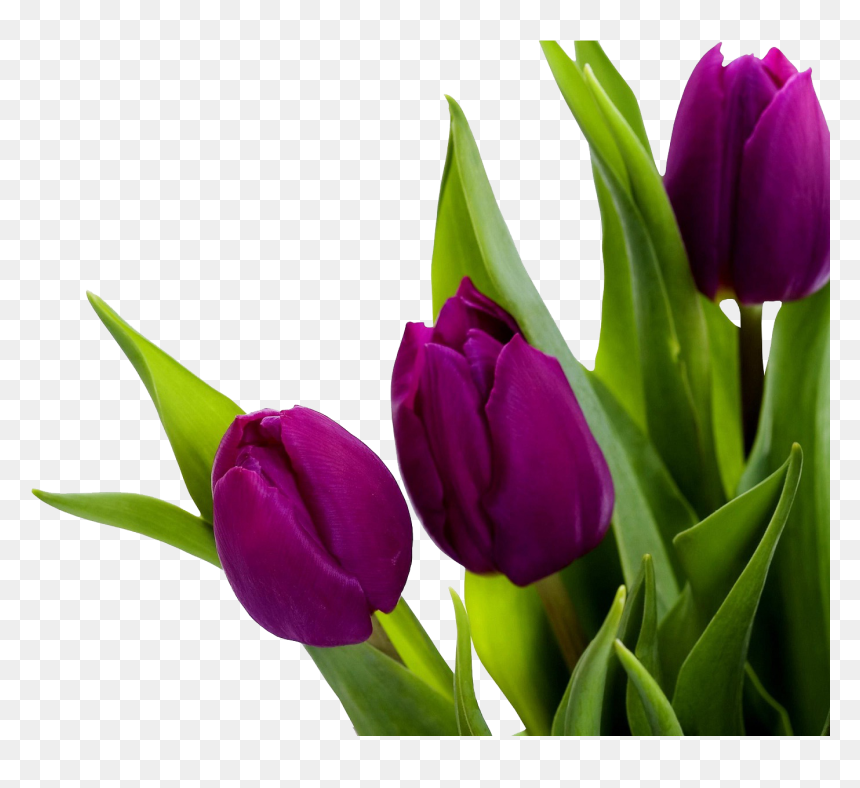 Tulip Png Image - Tulip Png Hd, Transparent Png - tulip png