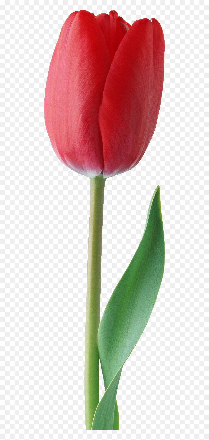 Red Tulip Png, Transparent Png - tulip png