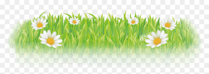 Camomile, HD Png Download - special offer ribbon png