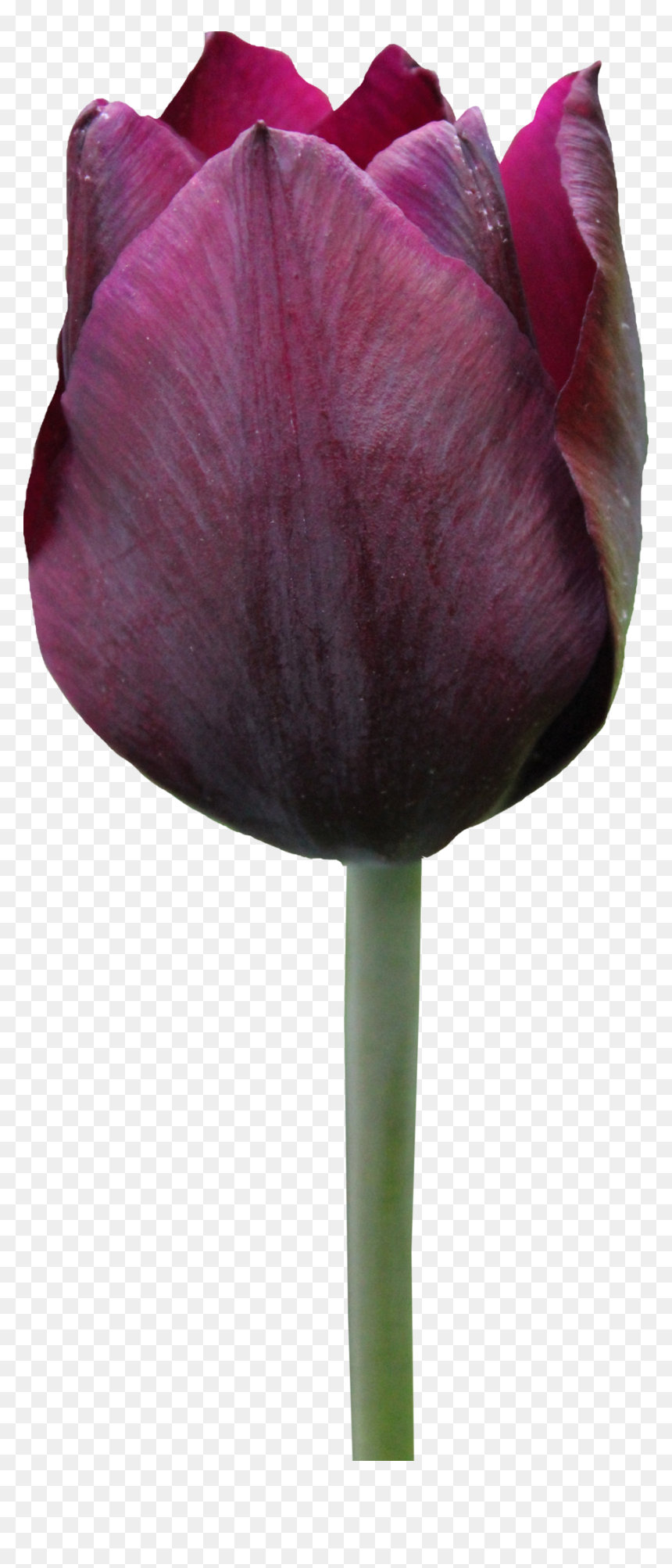 Tulip Png Free Download - Free Tulip, Transparent Png - tulip png