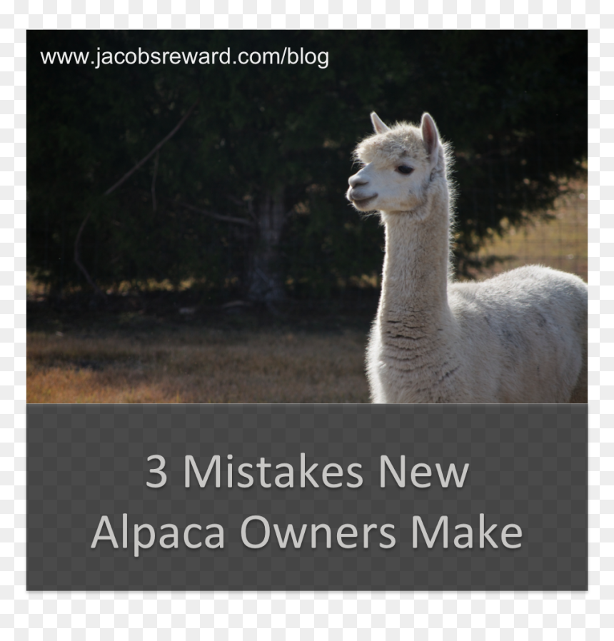 Alpacas Dangerous, HD Png Download - alpaca png