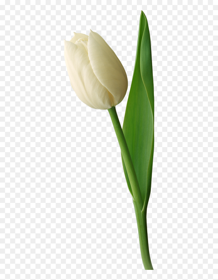 White Tulip No Background, HD Png Download - tulip png