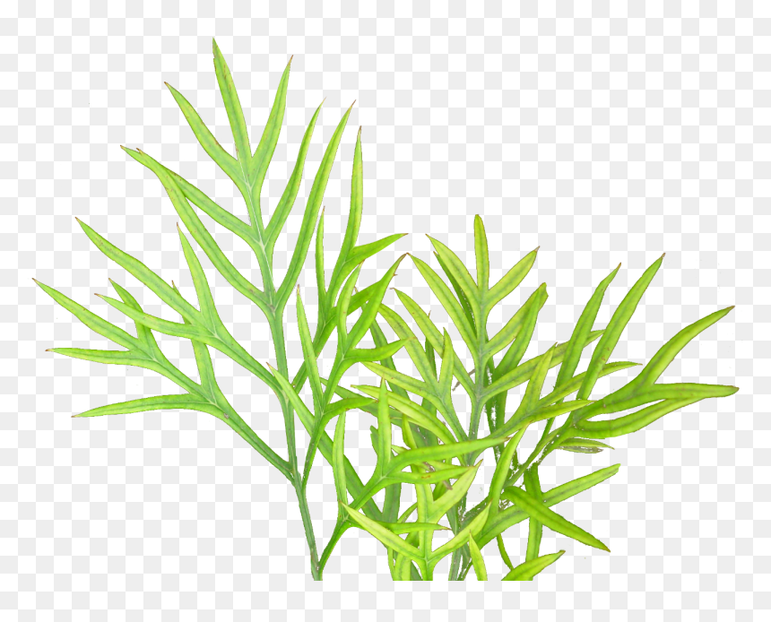 Vegetation Textures Plant Png - Illustration, Transparent Png - vegetation png