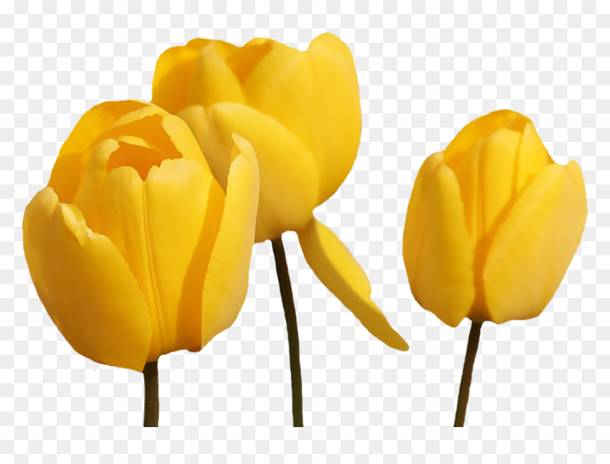Thumb Image - Yellow Tulip Png, Transparent Png - tulip png