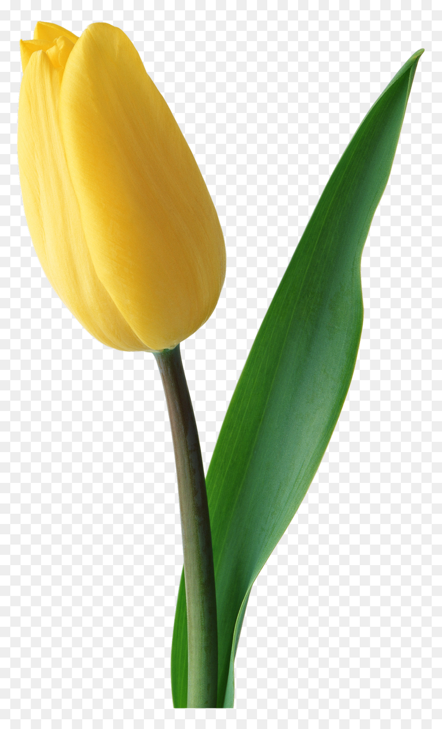 Tulip - Yellow Tulips Png, Transparent Png - tulip png