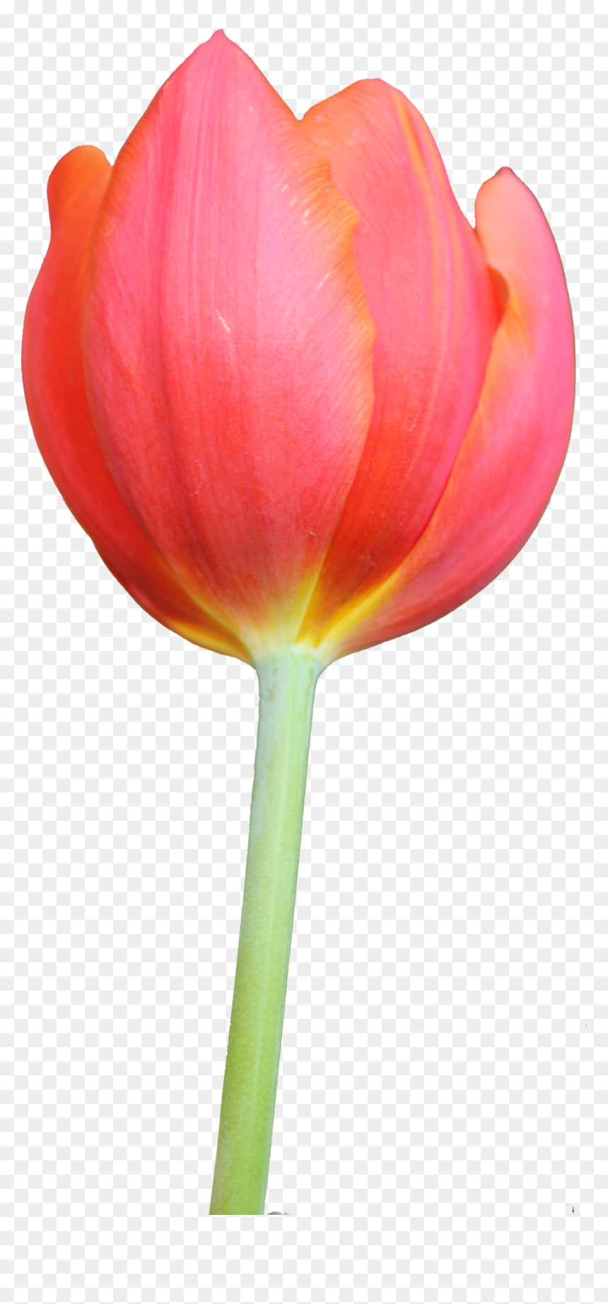 Tulip Clipart, HD Png Download - tulip png