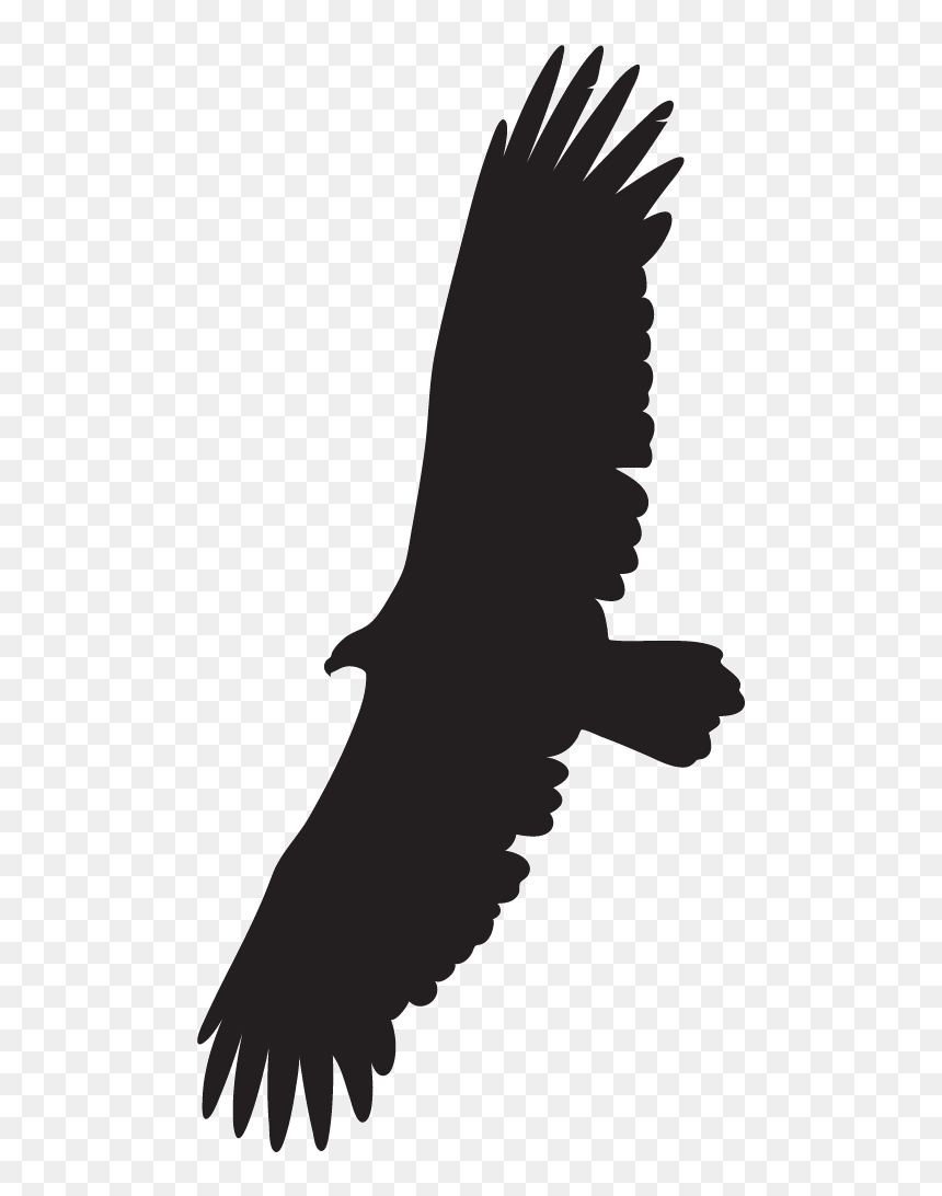 Transparent Bird Wing Png - Vulture Png, Png Download - vulture png