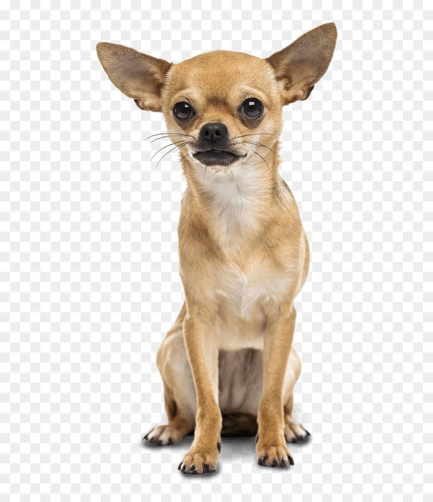 Chihuahua Great Dane Dachshund Poodle Puppy - Transparent Background Chihuahua Png, Png Download - chihuahua png