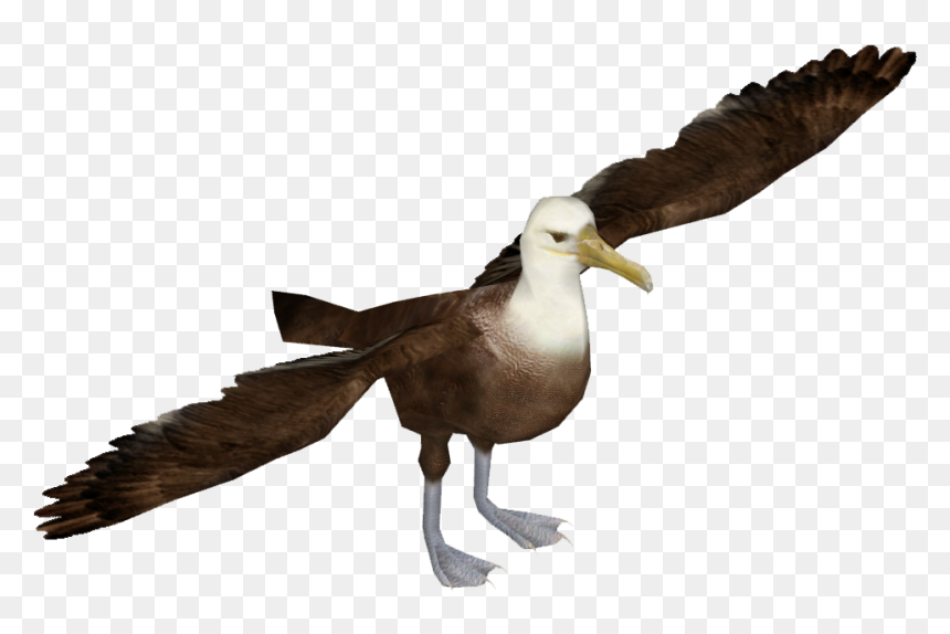 Transparent Dove Png Transparent Background - Albatrosses, Png Download - dove png transparent background