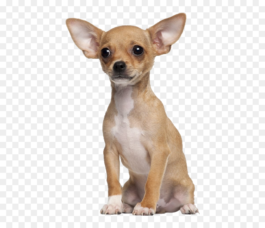 Chopra The Chihuahua - Chihuahua Dog Tan, HD Png Download - chihuahua png