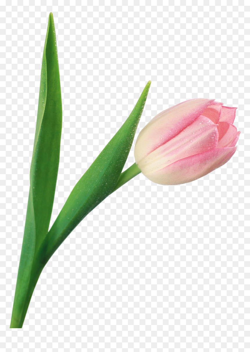 Download This High Resolution Tulip Png Image - Тюльпан На Прозрачном Фоне, Transparent Png - tulip png
