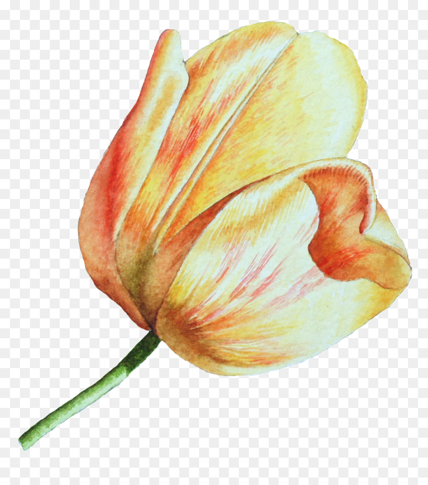 This Graphics Is Hand Drawn A Tulip Png Transparent - Tulip, Png Download - tulip png