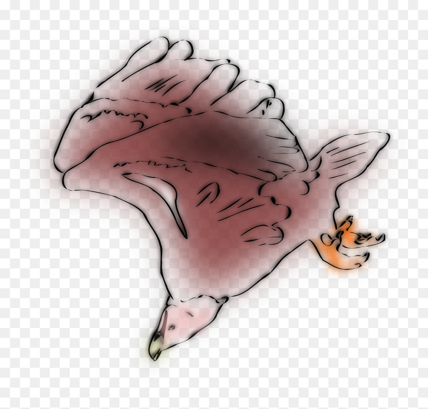 Griffon Vulture Sketch Clip Arts - Clip Art, HD Png Download - vulture png