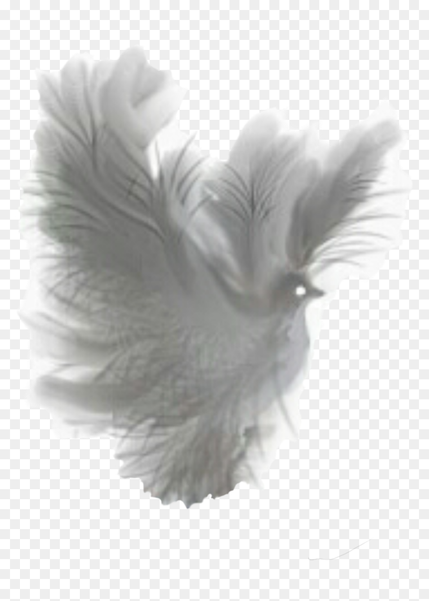 Dove Clipart Feather - Transparent Fantasy Png, Png Download - dove png transparent background