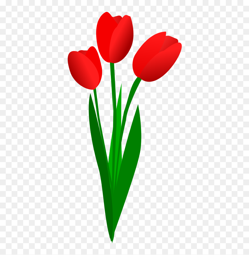 Tulip Clipart, HD Png Download - tulip png