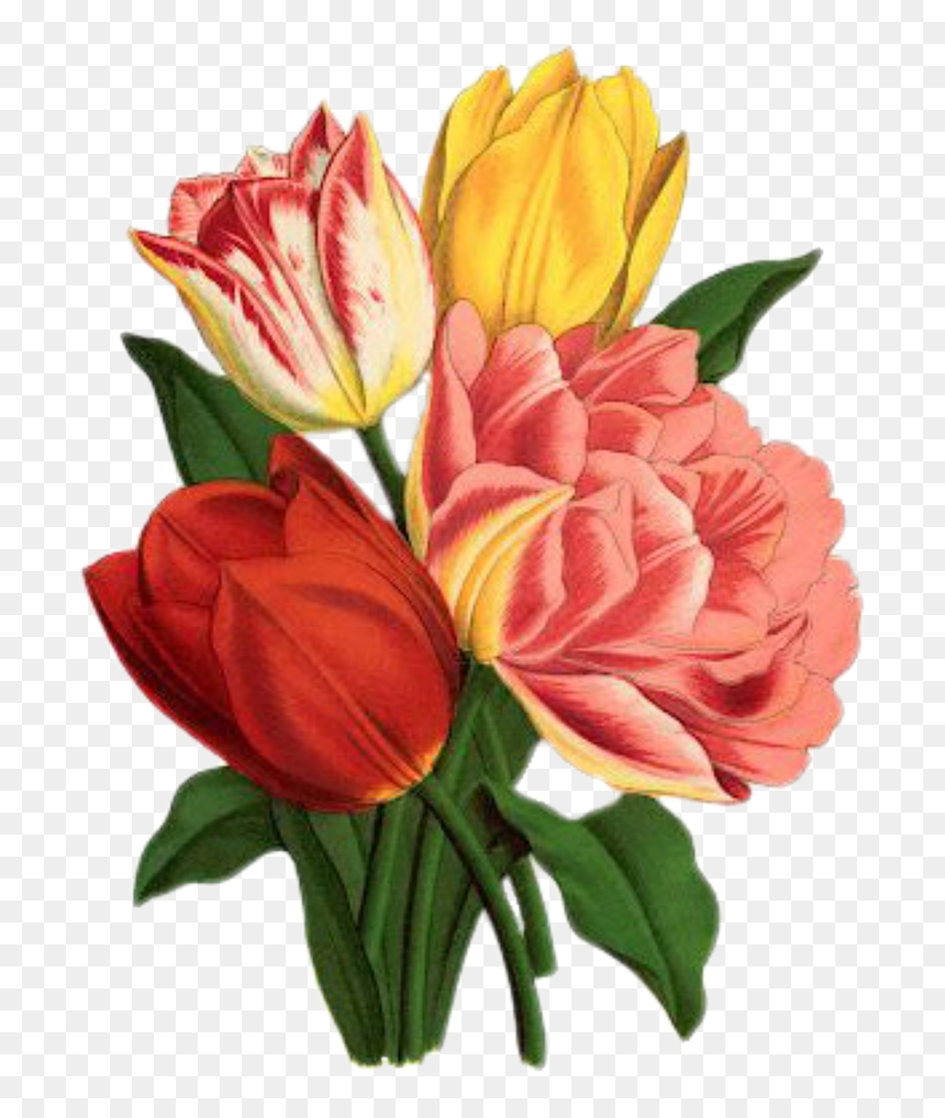 Art Tulips, HD Png Download - tulip png