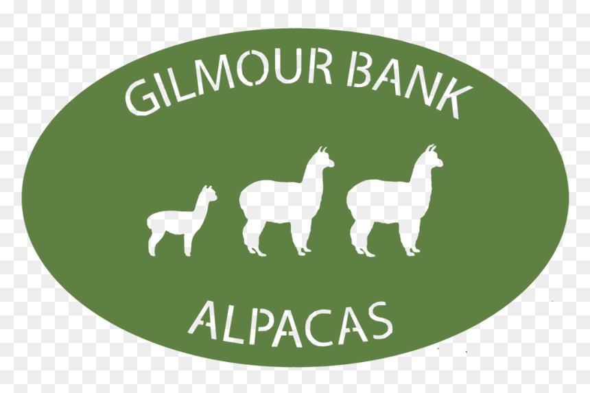 Gilmour Bank Alpaca - Alpaca Bank, HD Png Download - alpaca png